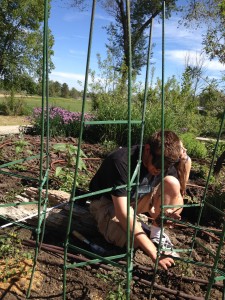 A young man places a small plant in its hole