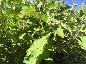 a mature purple eggplant and a small bud in green foliage