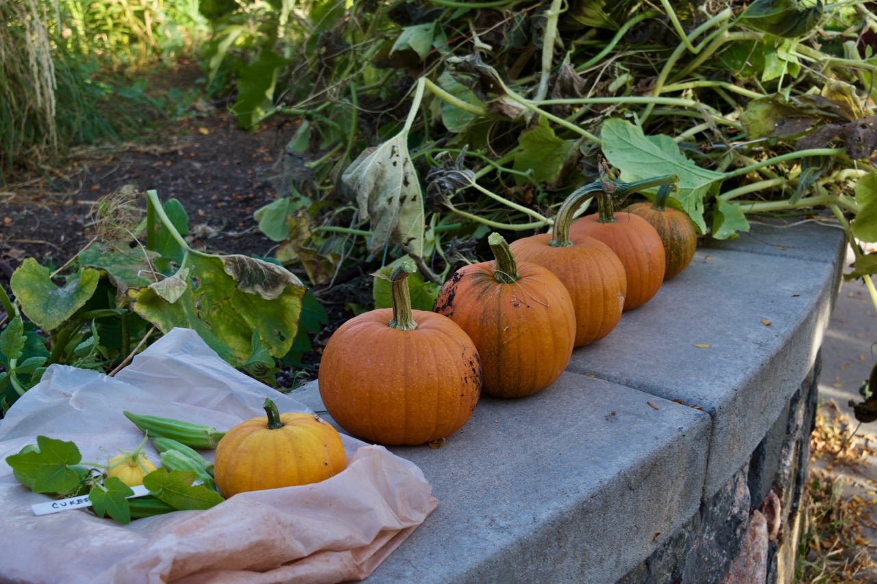 A row of pumpkins on the garden wall