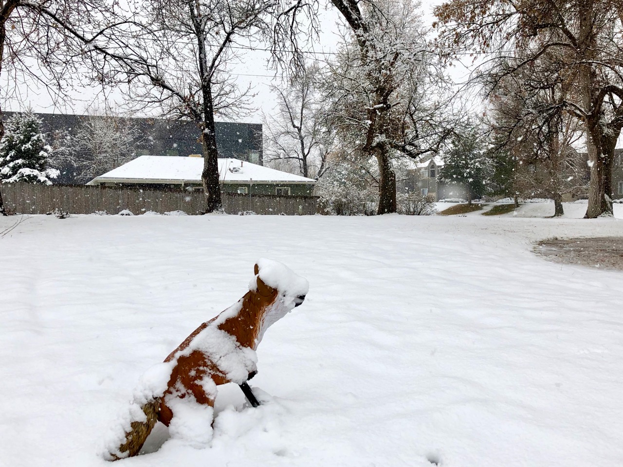 A snow covered fox serves as a goose deterrent