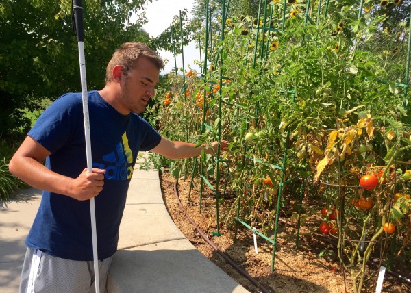 Young man reaches into a tomato cage to examine ripening fruit