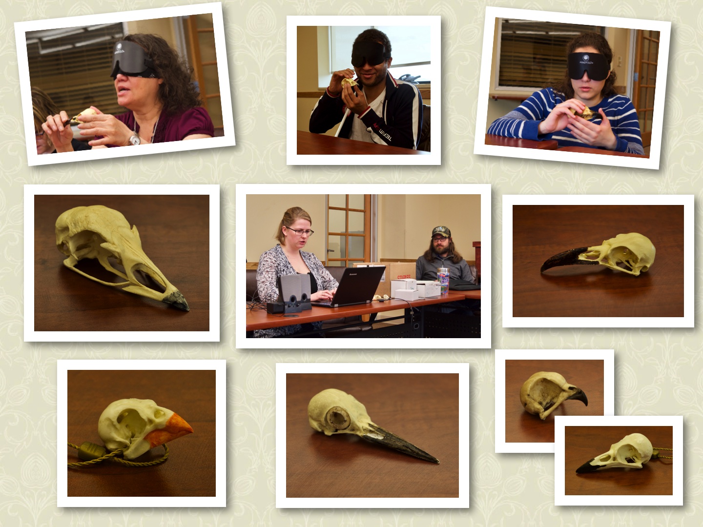 Birding by Ear Skulls Montage