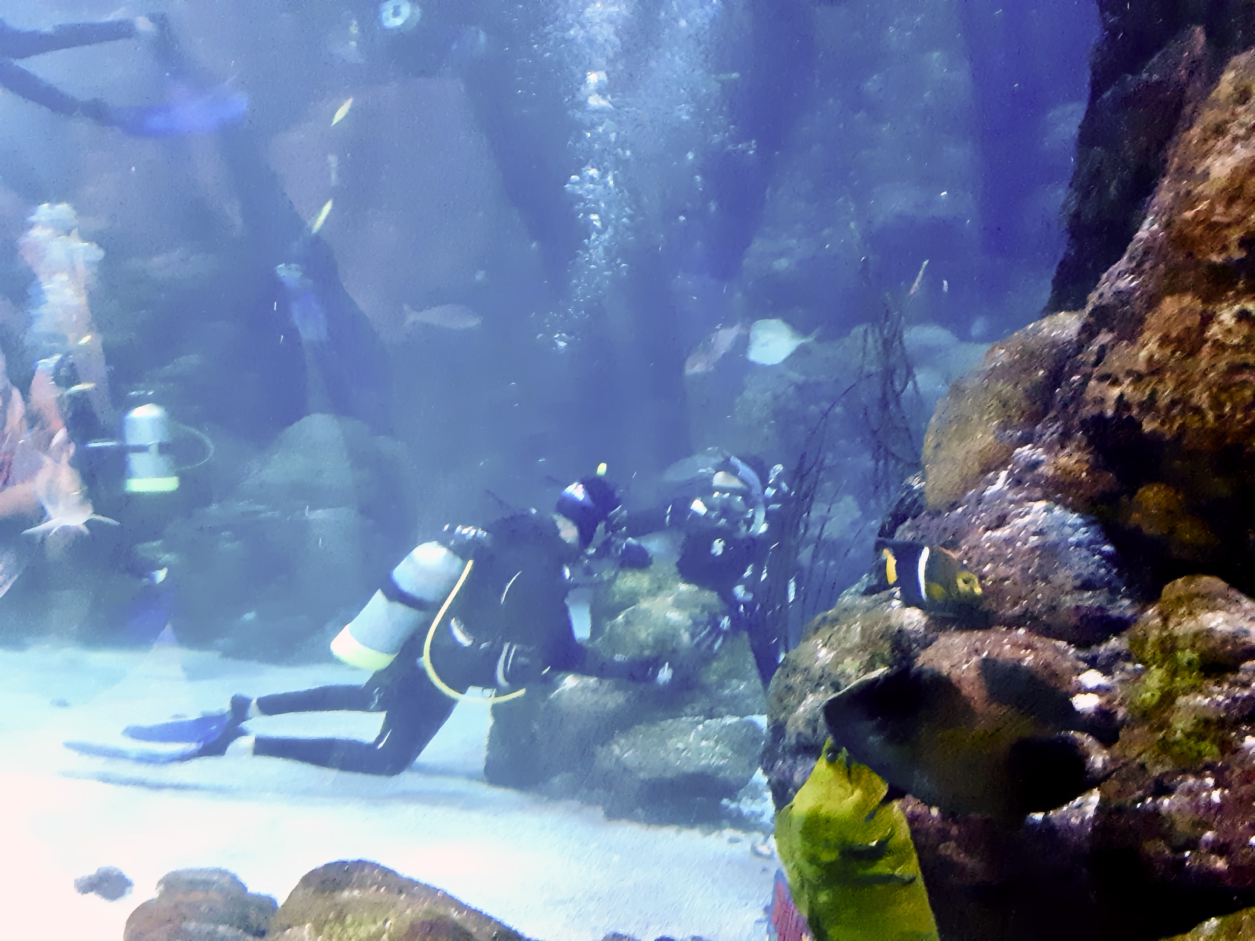 Brian and Jodi scuba diving at the Downtown Denver Aquarium