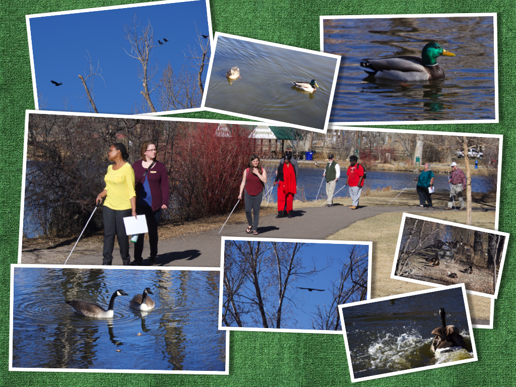 A group walking on a paved path around the pond, using white canes. Photos of various birds border the central shot.