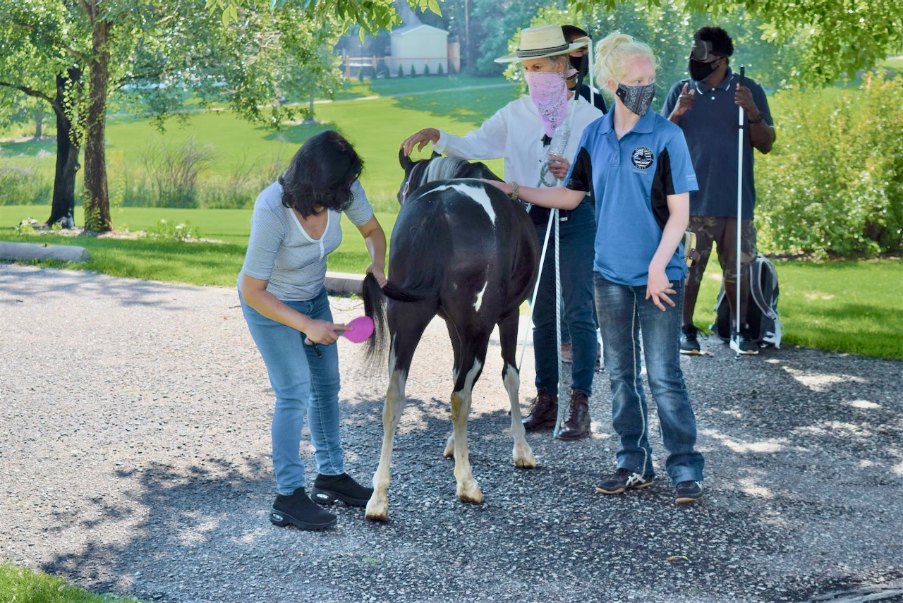 Eliza brushes out Rainbow's tail, a black and white pony.