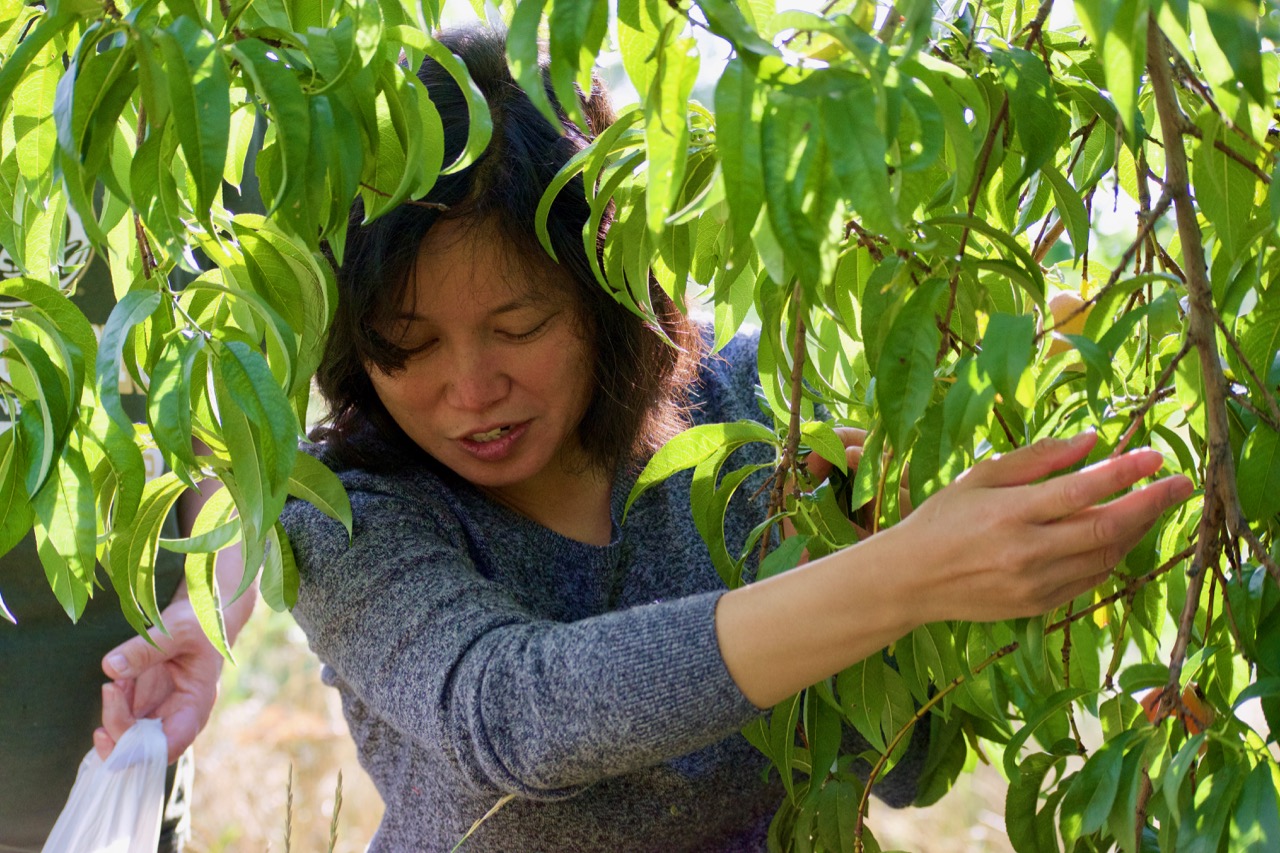 Eliza picks Peaches from the CCB Garden