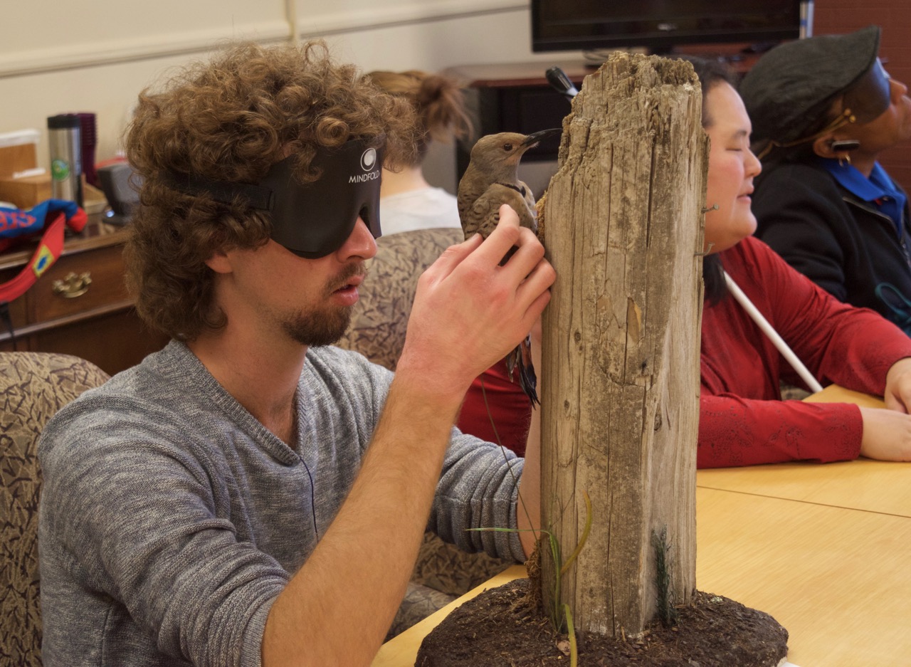 Ethan looks at a mount of a flicker on a log