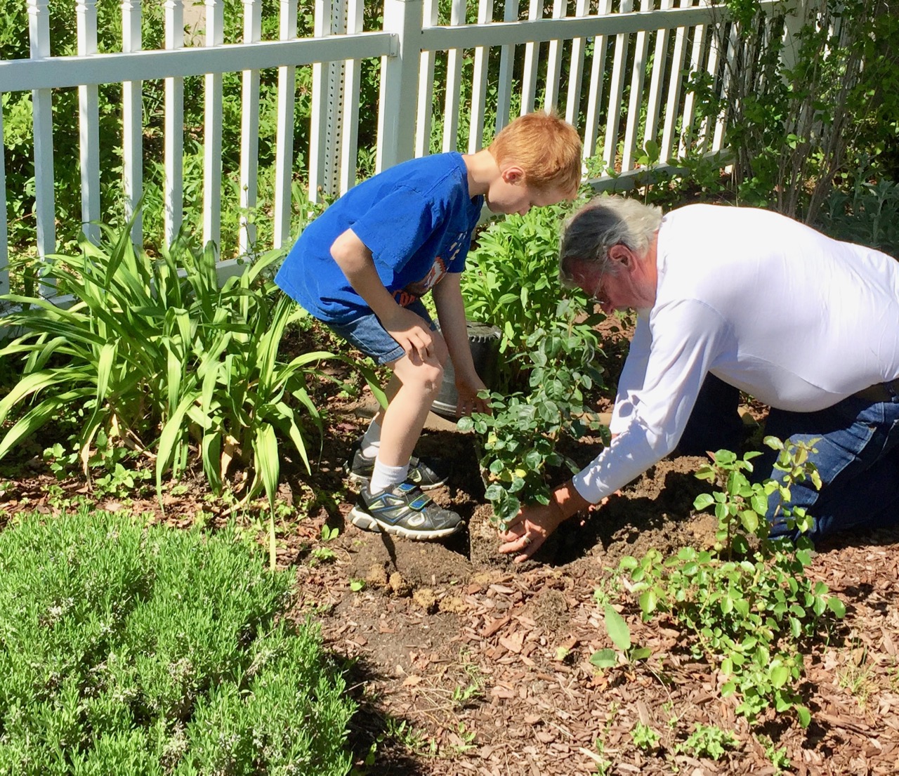 A middle-aged man and a young boy gently lower the peace rose into the freshly-dug hole