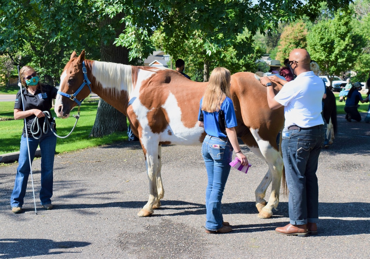 Shon applies the curry comb to Koby, who is lifting up one of his rear legs in delight.