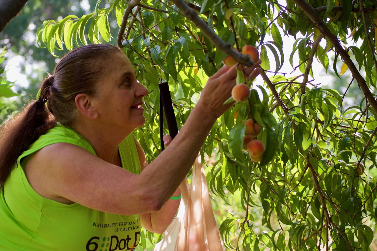 Susan picks Peaches from the CCB Garden