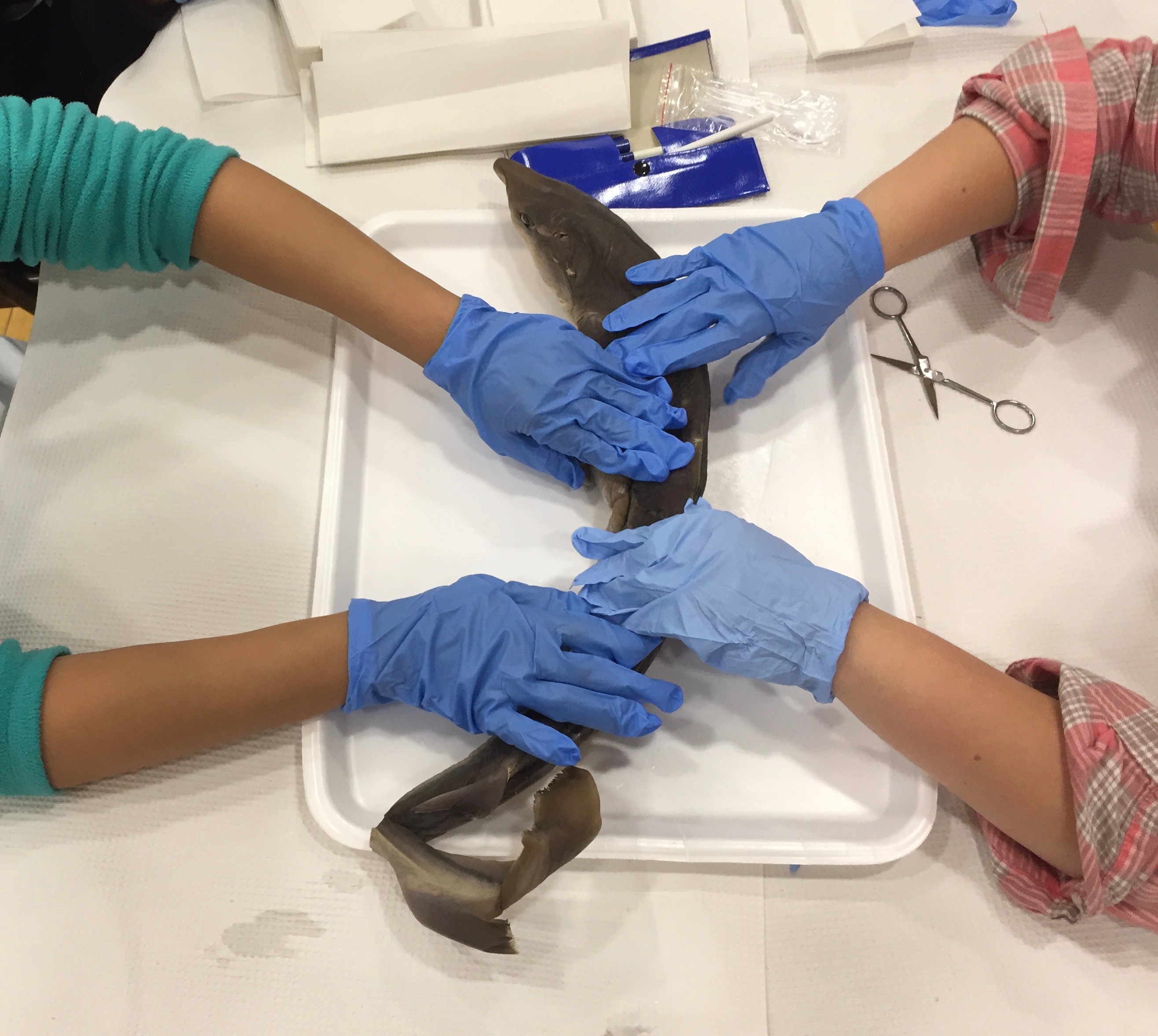 Two sets of blue-gloved hands exploring a shark from opposite sides of a table.