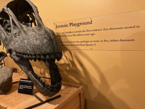 Camerasaurus