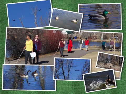 A group walking on a paved path around the pond, using white canes. Photos of various birds border the central shot.