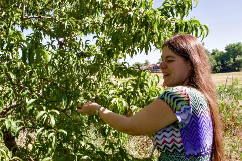 Chris Parsons looks at some peaches starting to develop on one of our trees