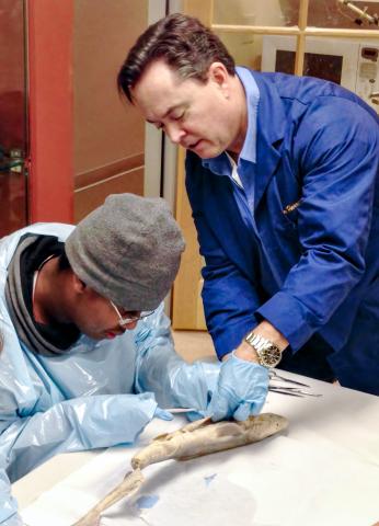 the instructor stands and student sits, both have their hands in the shark's open stomach cavity