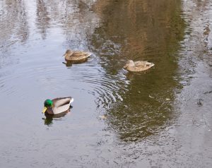 A Mallard drake and two hens swim in the pond at Sterne Park