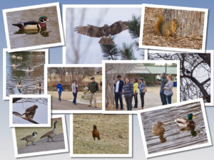Joy, Blanca, Dan Chaz Showe, Mo, CC Tyler and Allie centered, Clockwise - A juvenile Red Tail hawk with wings spread, a squirrel, a meadow lark, a mallard drake and hen, a robbin two Canada geese, a profile of the juvenile red tail hawk, 6 cackling geese swimming and a wood duck