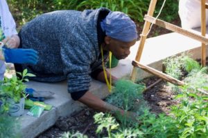 Marqus planting beans