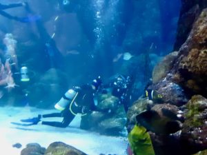 Brian and Jodi Scuba Diving at the Denver Aquarium