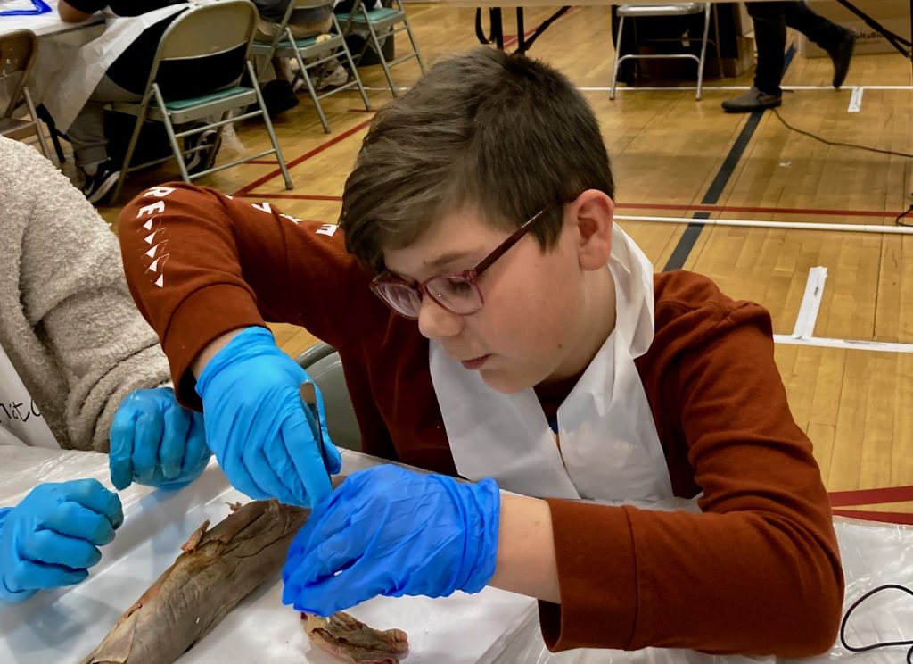 Fourth-grader Jax removes the shark liver, which looks a bit like bunny ears.