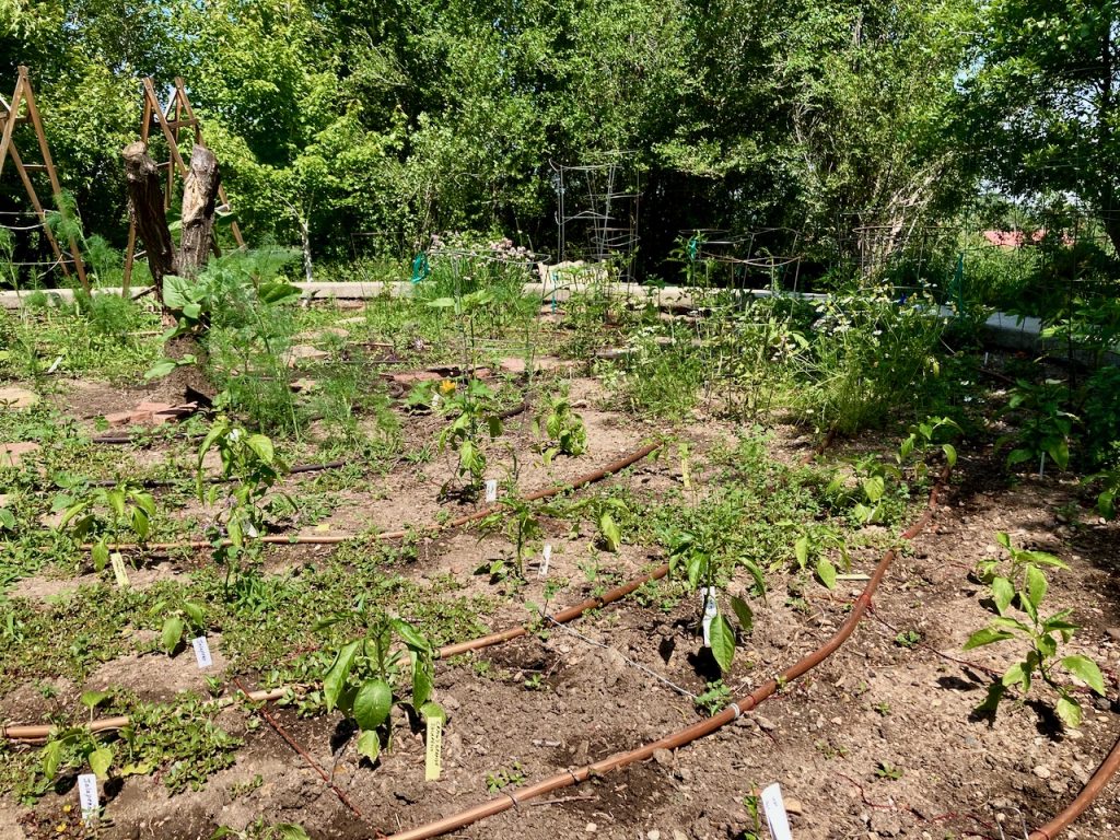 It’s green in late June and water drips slowly from tubing laid out in more or less concentric circles in the round raised bed. Areas are sectioned by twine. Some larger plants are shown, and many small ones pop up from seeds.