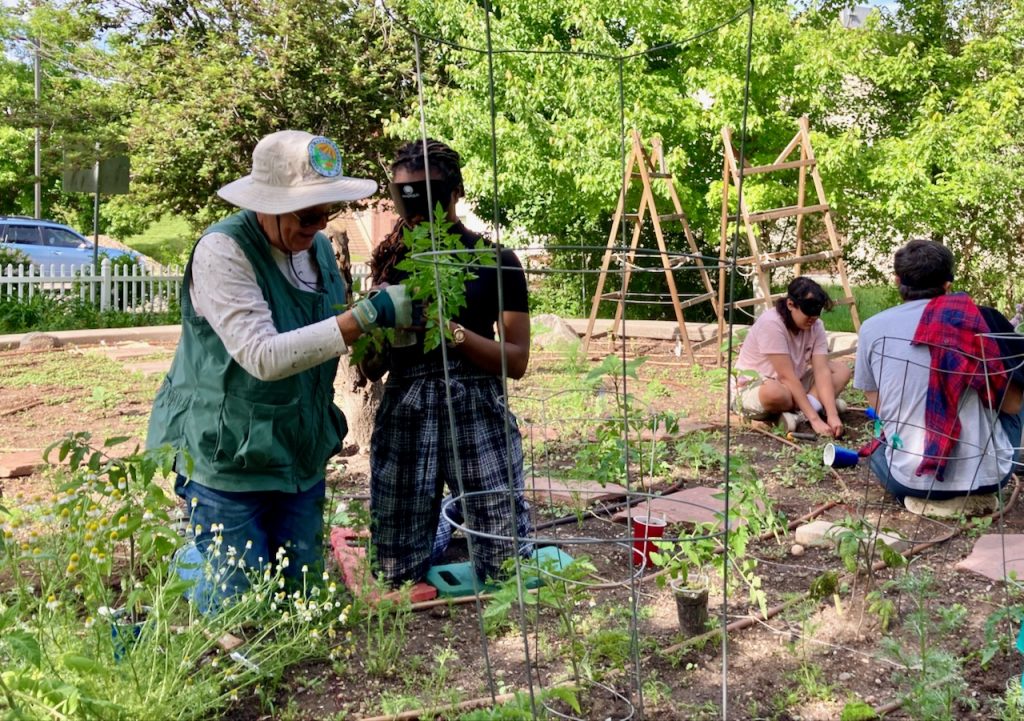 Up in the bed, Joy and a Master Gardener prepare to plant a tomato.