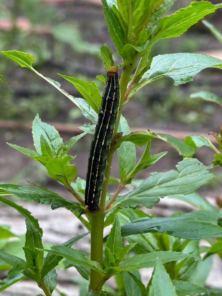 Master gardeners are experts in soils, plants, and much more, not least pests in the garden. This is the horn worm JoAnne found on a willow herb. But this dark green caterpillar with thin yellow bands and spiky tail also loves to eat our tomatoes and peppers. It’s head and spiked tail are yellow to orange.