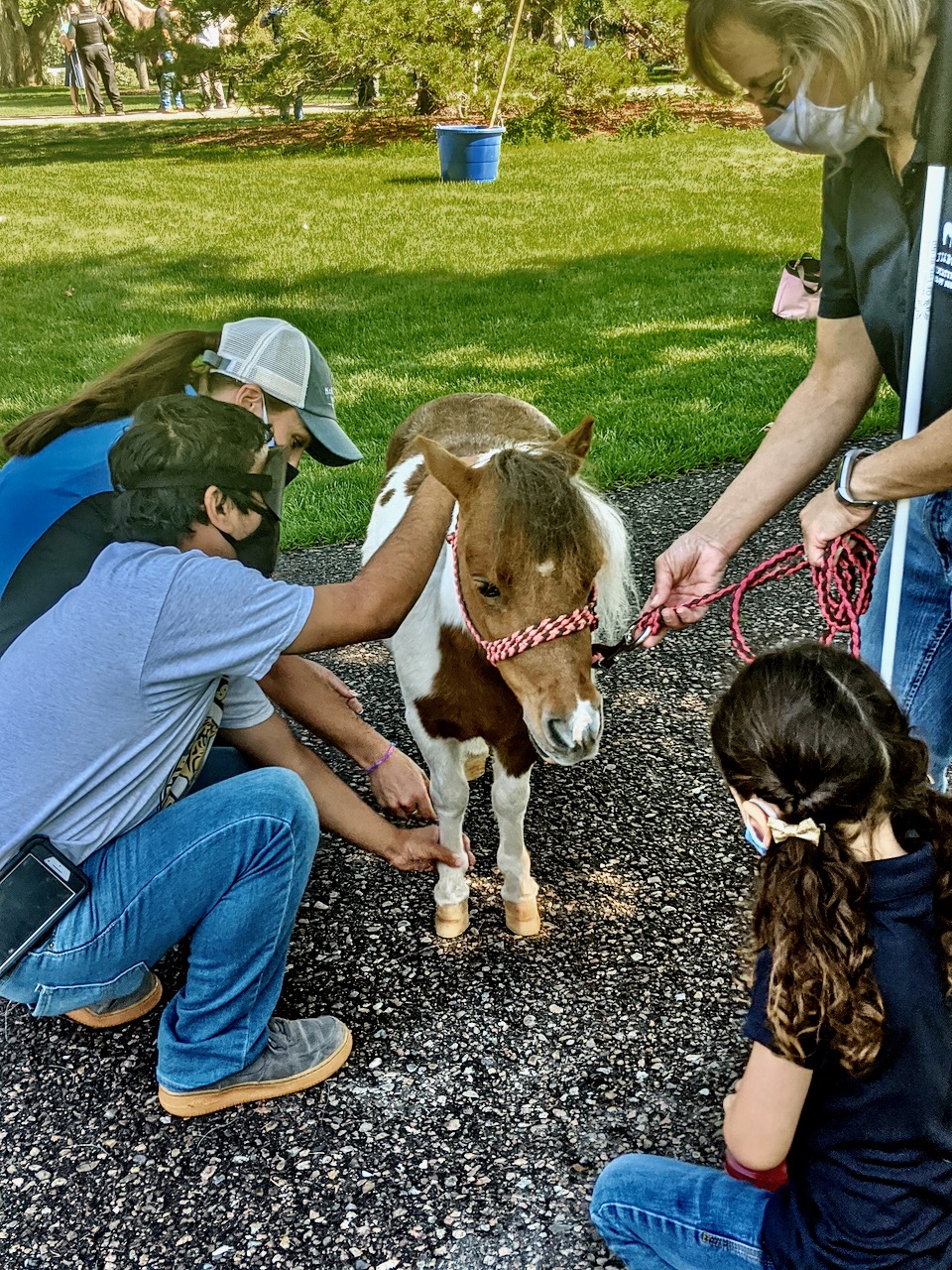 Will looks at Love Bug, a miniature horse.